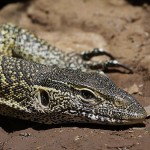 Kenya-reptiles-032.jpg