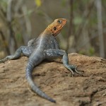 Kenya-reptiles-040.jpg