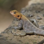 Kenya-reptiles-041.jpg