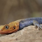 Kenya-reptiles-042.jpg
