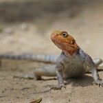 Kenya-reptiles-043.jpg