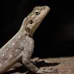 Kenya-reptiles-044.jpg