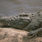kenya_othermammals25b.jpg