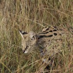 kenya-carnivore-066.jpg