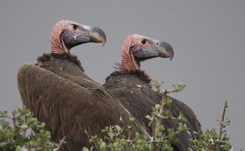 kenya-vultures-021.jpg
