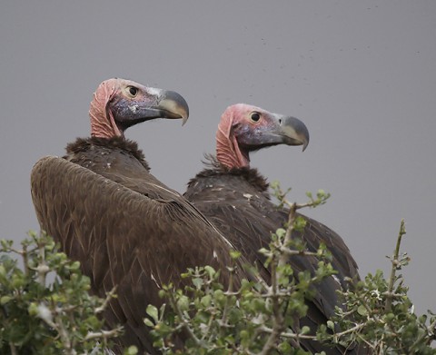 kenya-vultures-021.jpg