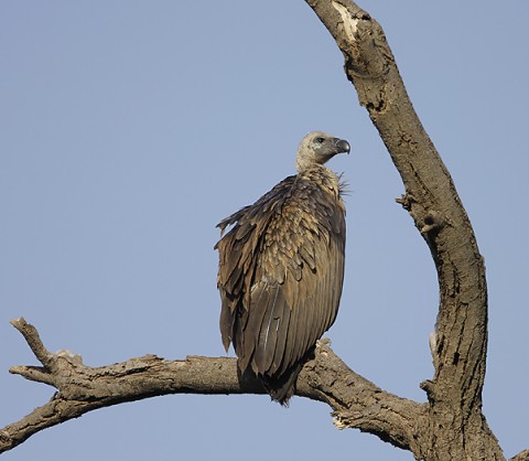 kenya-vultures-023.jpg