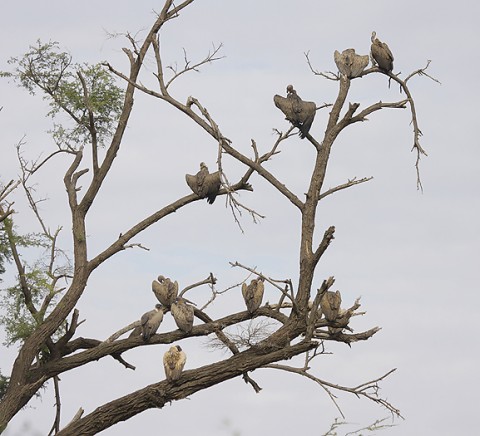 kenya-vultures-029.jpg