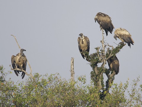 kenya-vultures-031.jpg