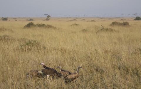 kenya-vultures-032.jpg