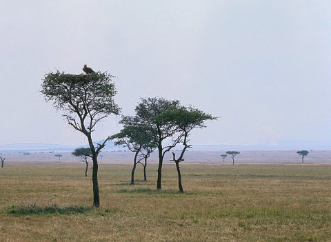 kenya_birds22.jpg