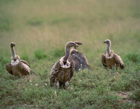 kenya_birds23.jpg