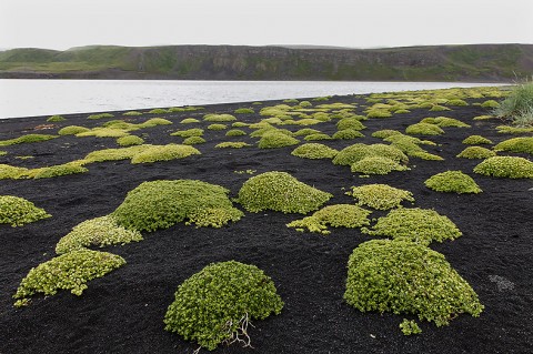 Part of a sub-arctic lava beach, north Iceland