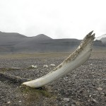 Old Greenland (Bowhead) Whale bone in Diskobukta, Edgeøya, Svalbard