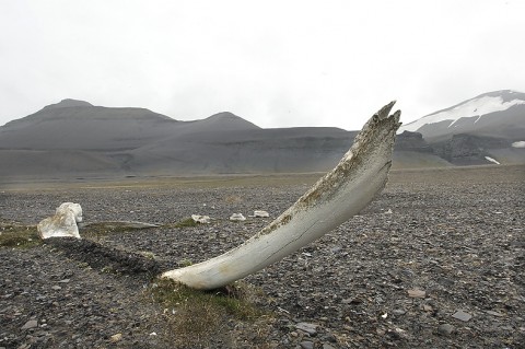 Old Greenland (Bowhead) Whale bone in Diskobukta, Edgeøya, Svalbard