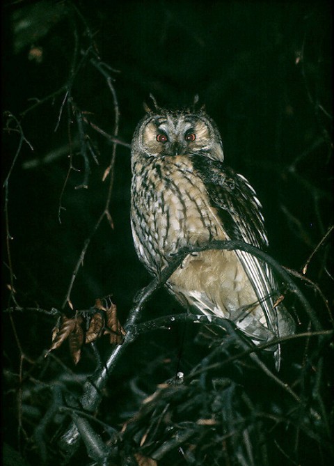 longearedowl1.jpg