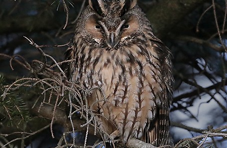 Longearedowl