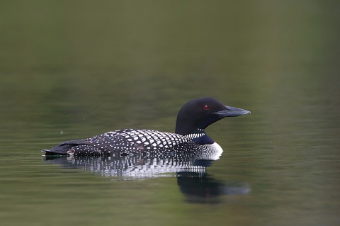 loon31.jpg