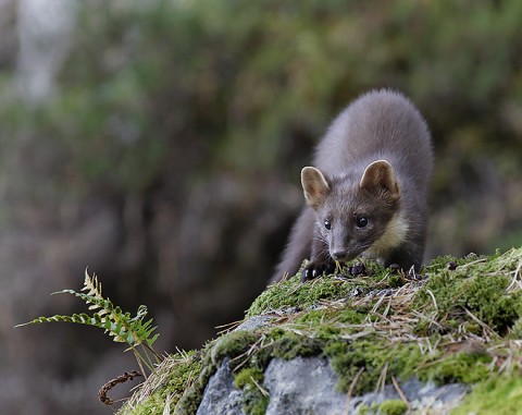 Marten