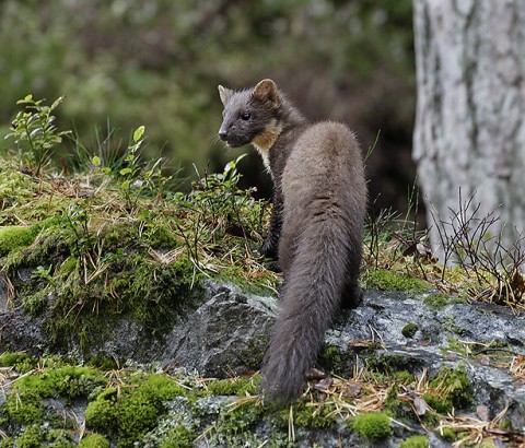 Marten