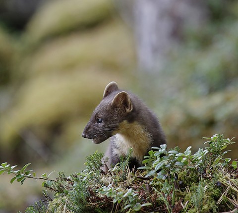 Marten