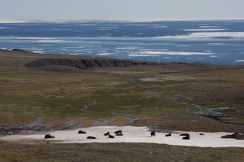 muskox01.jpg