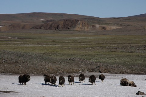 muskox02.jpg