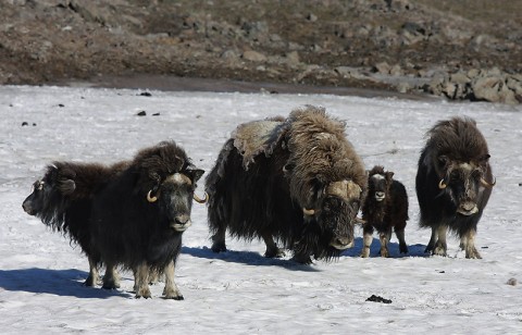 muskox03.jpg