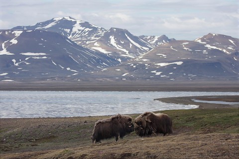 muskox04.jpg