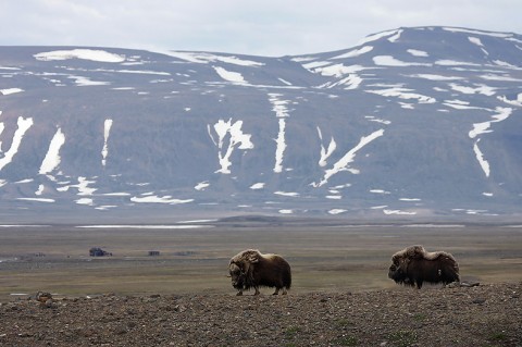 muskox05.jpg