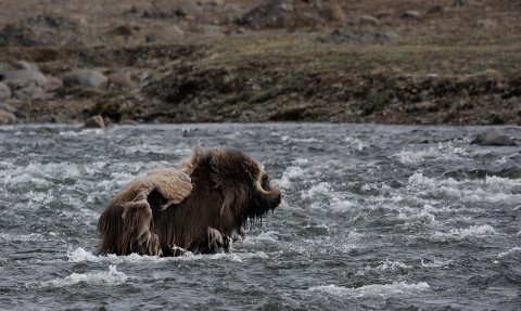 muskox06.jpg