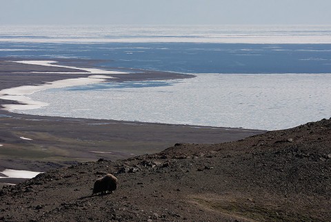 muskox07.jpg