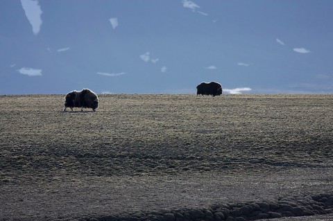muskox08.jpg