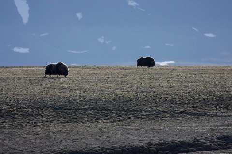 muskox08.jpg