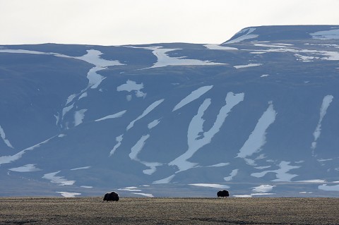 muskox09.jpg