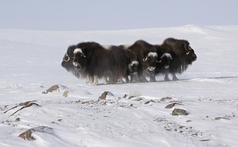 muskox11.jpg