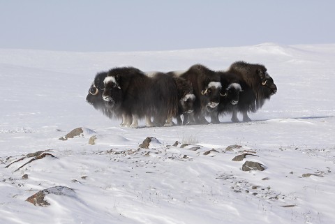 muskox11.jpg