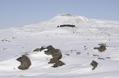 muskox12.jpg