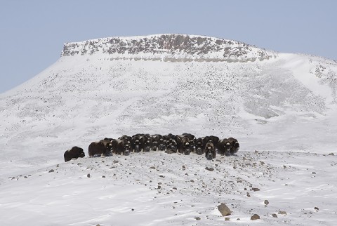 muskox13.jpg