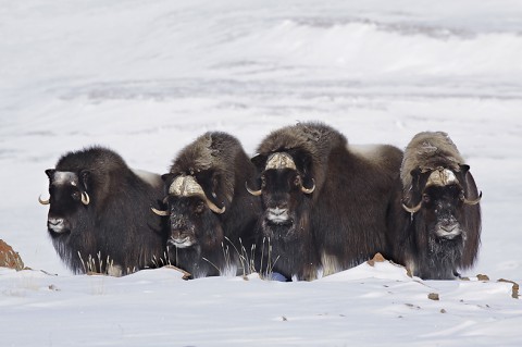 muskox14.jpg