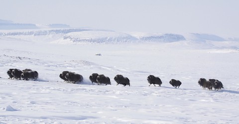 muskox16.jpg