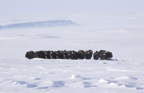 muskox17.jpg