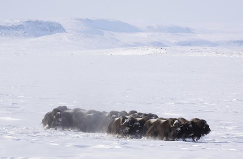 muskox18.jpg