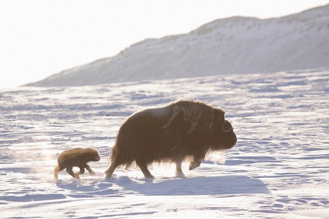 muskox19.jpg