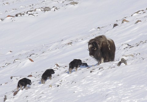 muskox20.jpg