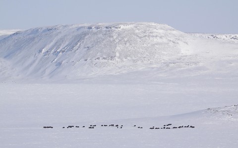 muskox21.jpg