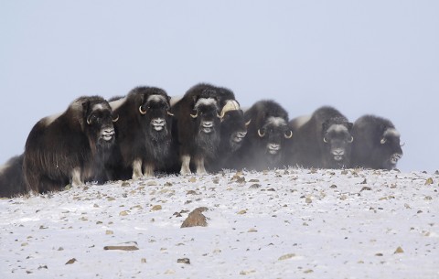 muskox22.jpg