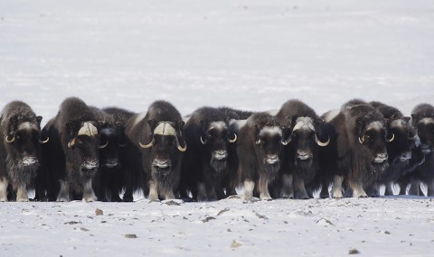 muskox23.jpg