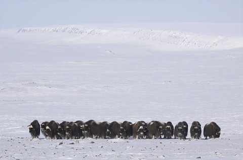 muskox24.jpg