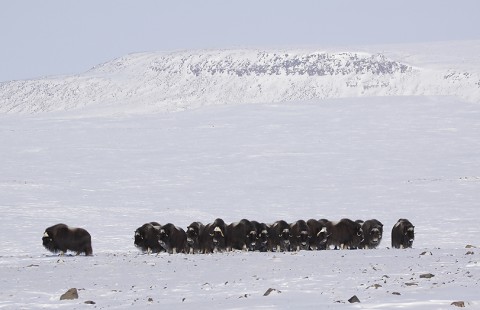 muskox25.jpg